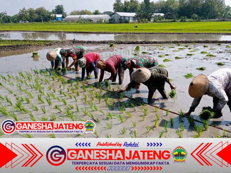 Babinsa Terjun ke Sawah Berlumpur, Tanam Padi Bersama Petani