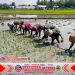 Babinsa Terjun ke Sawah Berlumpur, Tanam Padi Bersama Petani