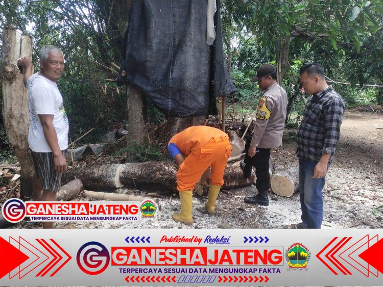 Diduga Hujan Deras dan Angin Kencang Sebuah Pohon Menimpa Rumah Warga di Tulung Klaten