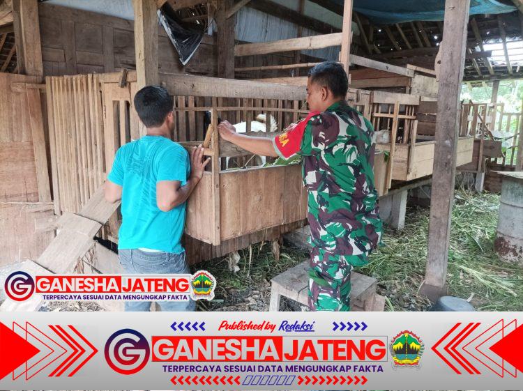 Babinsa Koramil Kemusu Dorong Peternak Kambing Tingkatkan Kebersihan Kandang dan Produktivitas Babinsa Koramil Kemusu Dorong Peternak Kambing Tingkatkan Kebersihan Kandang dan Produktivitas