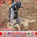 Polri Kerahkan Anjing Pelacak dalam Pencarian Korban Longsor Cilacap