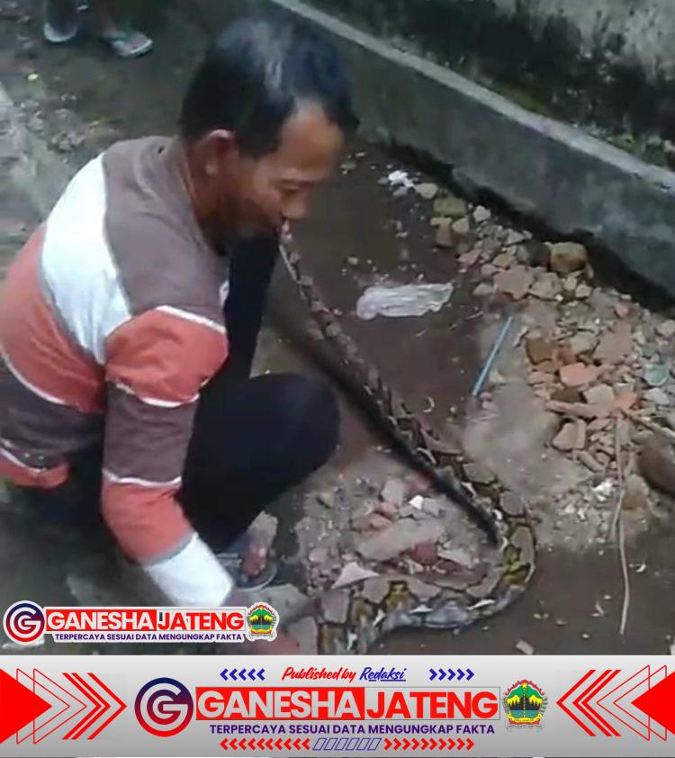 Penemuan Ular Jenis Sanca di Pemukiman Warga.