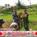 Pantau Potensi Hasil Panen Petani Ngampon, Babinsa Ampel Dampingi Pengubinan Padi