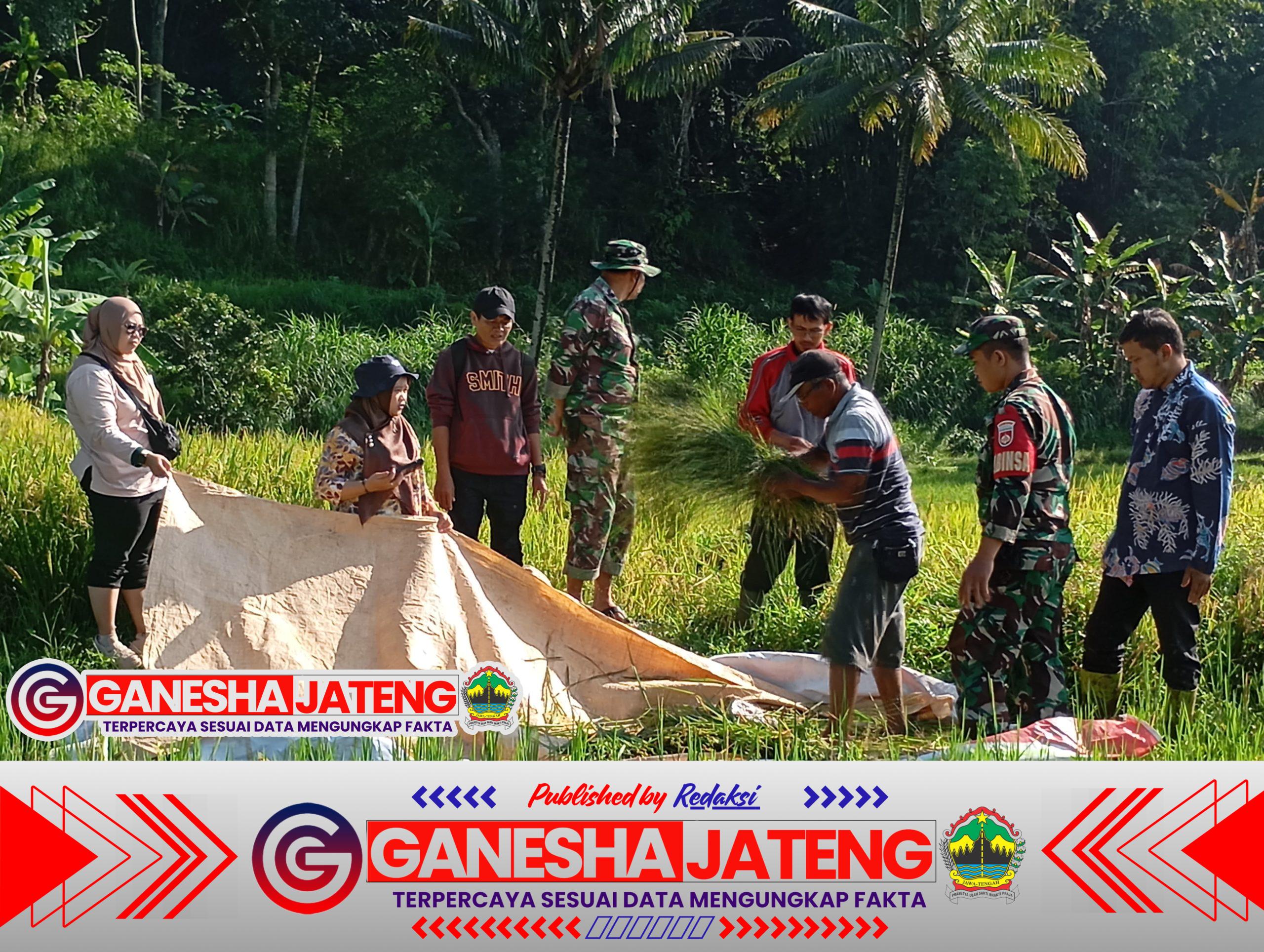 Pantau Potensi Hasil Panen Petani Ngampon, Babinsa Ampel Dampingi Pengubinan Padi