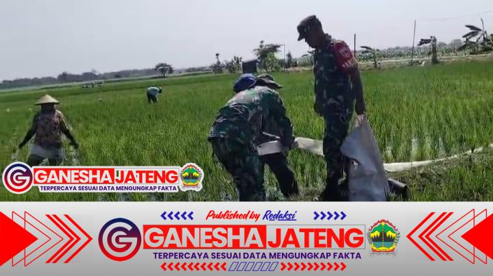 Babinsa Bantu Pengairan Sawah Usia Padi Satu Bulan Agar Tumbuh Optimal Babinsa Bantu Pengairan Sawah Usia Padi Satu Bulan Agar Tumbuh Optimal